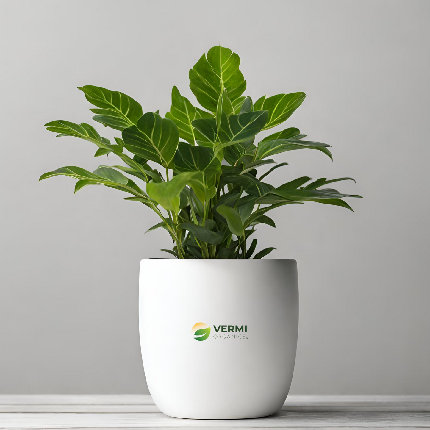 Manilkara hexandra variegata Plant