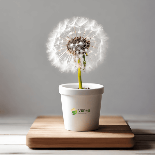 Dandelion Plant