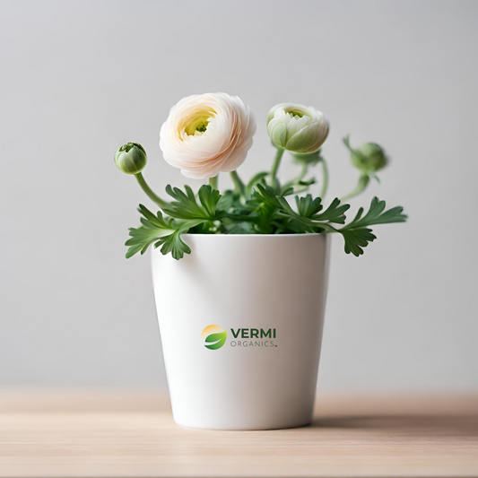 Ranunculus sceleratus Plant