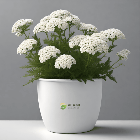 Achillea Millefolium, Yarrow Plant