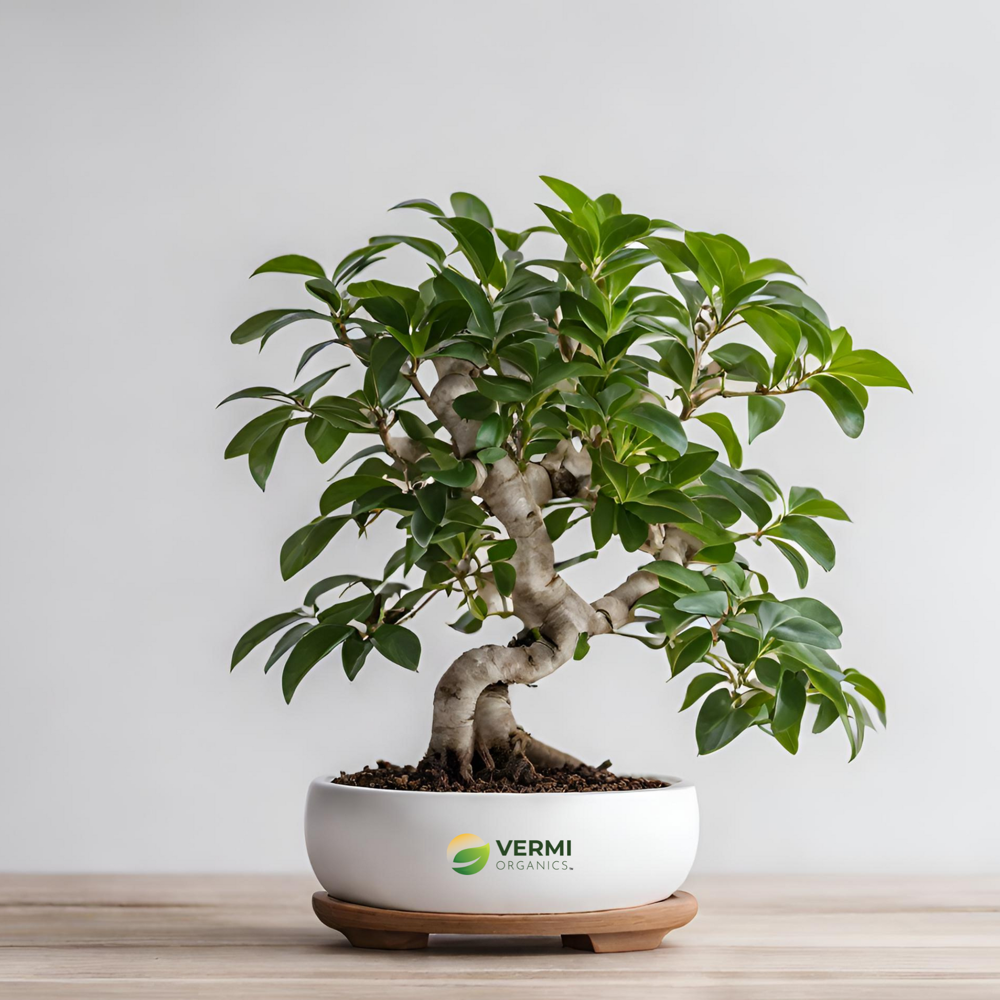 Ficus Panda Bonsai Plant