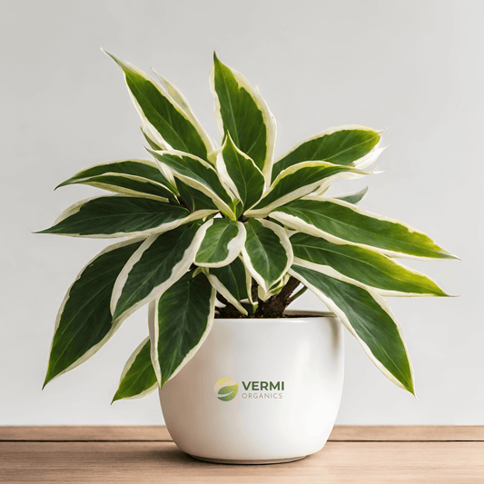 Alstonia Scholaris Variegated Plant