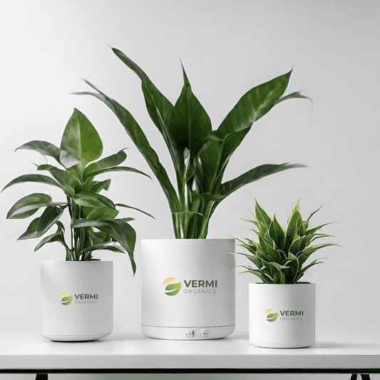 Air Purifying Indoor Plants for Office Desk Pack of 3