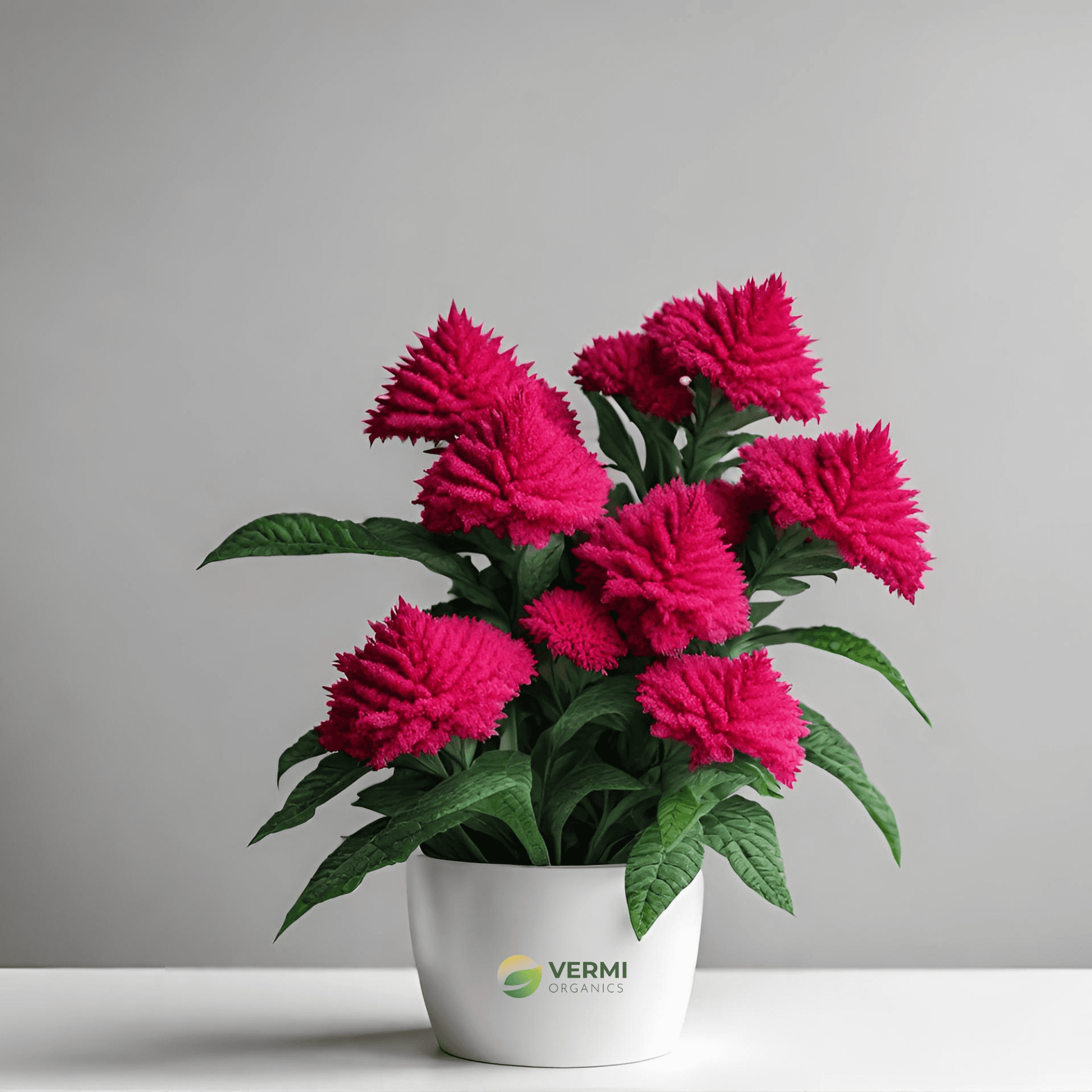 Celosia Cockscomb (Any Color) Plant