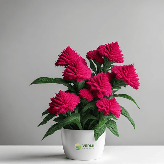 Celosia Cockscomb (Any Color) Plant