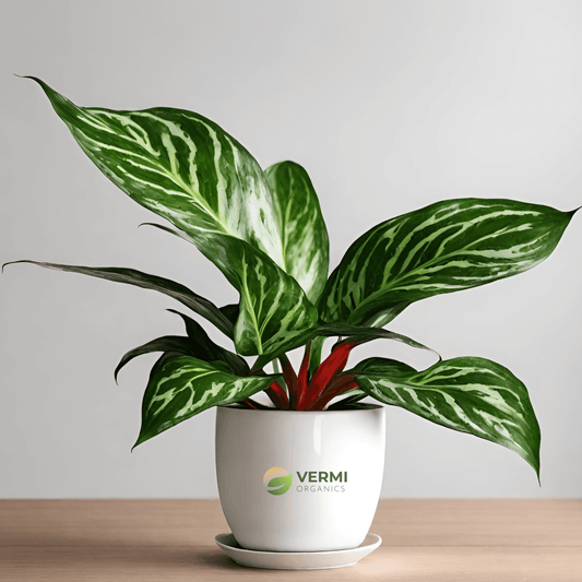 Aglaonema Butterfly - Plant