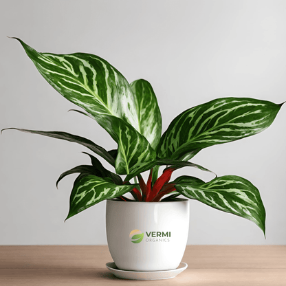 Aglaonema Butterfly Plant