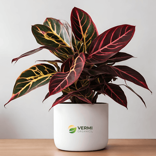 Croton Plant Codiaeum variegatum Maroon Plant