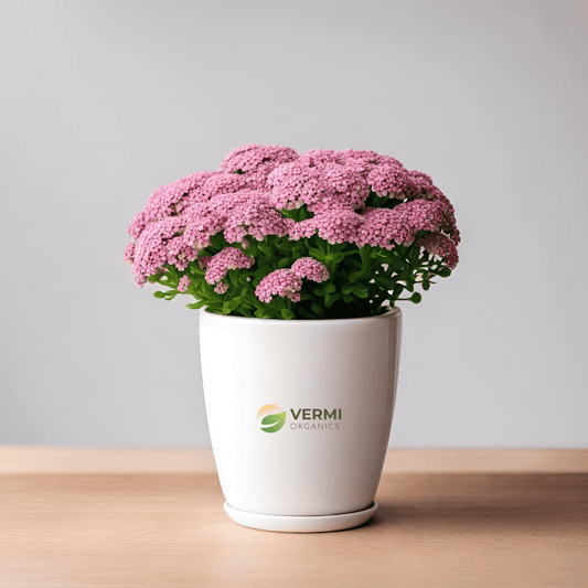 Alyssum (Pink) Plant