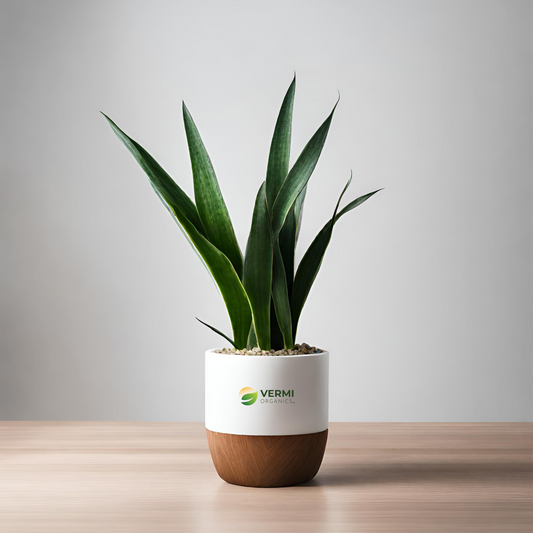 Snake Plant, Sansevieria trifasciata, Sansevieria zeylanica - Plant