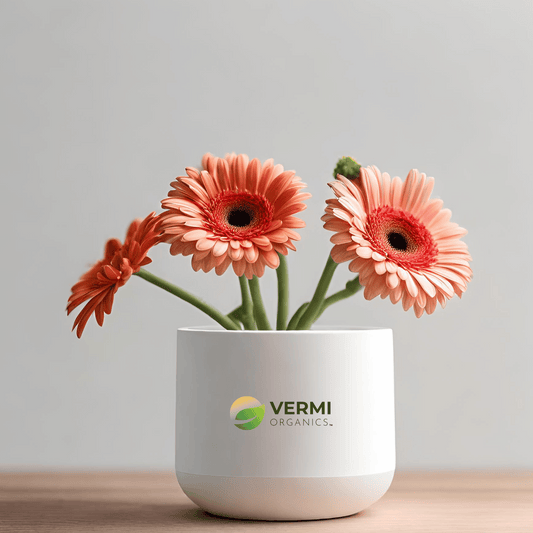 Gerbera (Any Color) - Plant