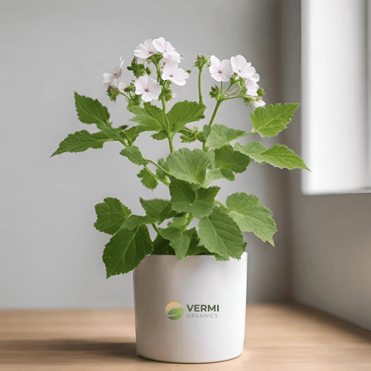 Althaea Officinalis Plant