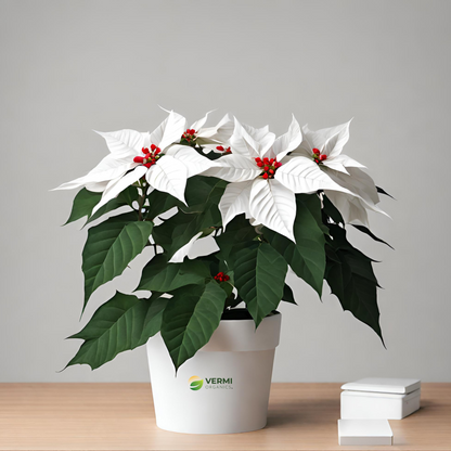 Poinsettia Christmas Flower (White) Plant
