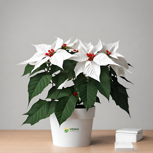 Poinsettia, Christmas Flower (White) - Plant