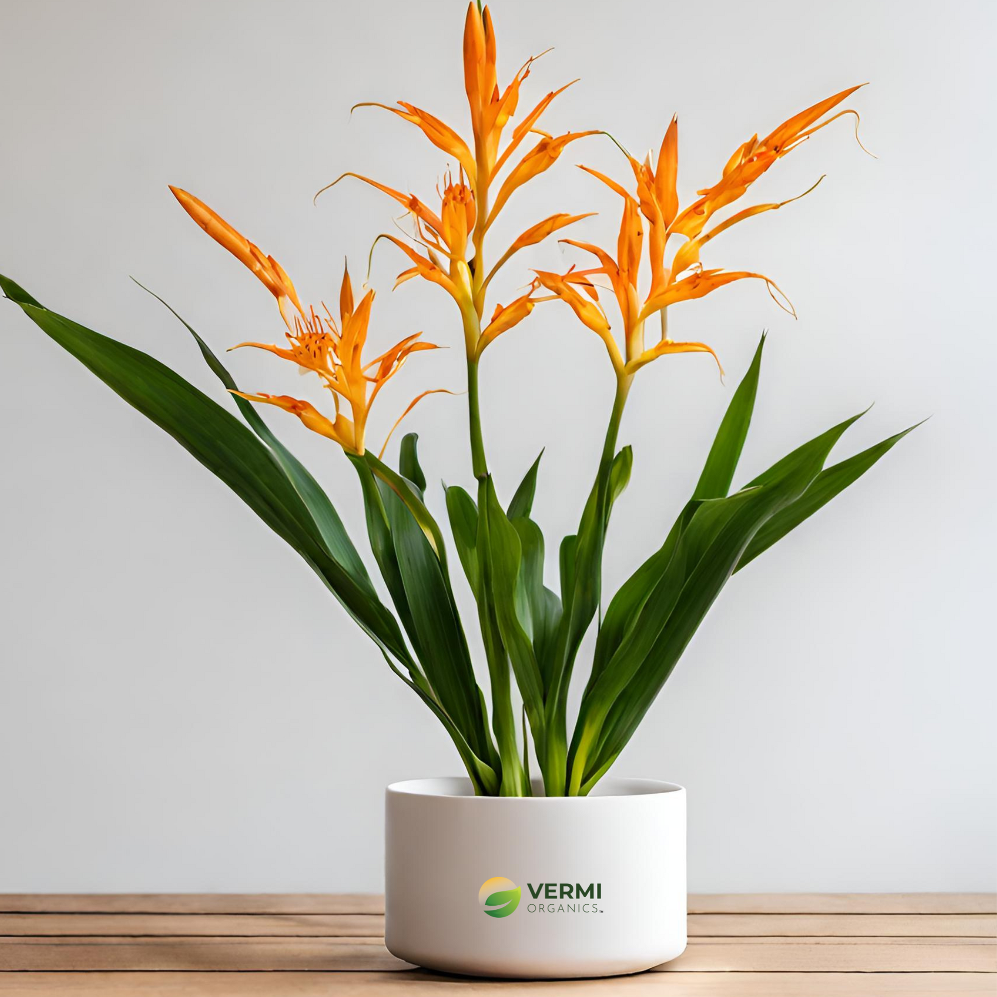 Hedychium flavescens Plant