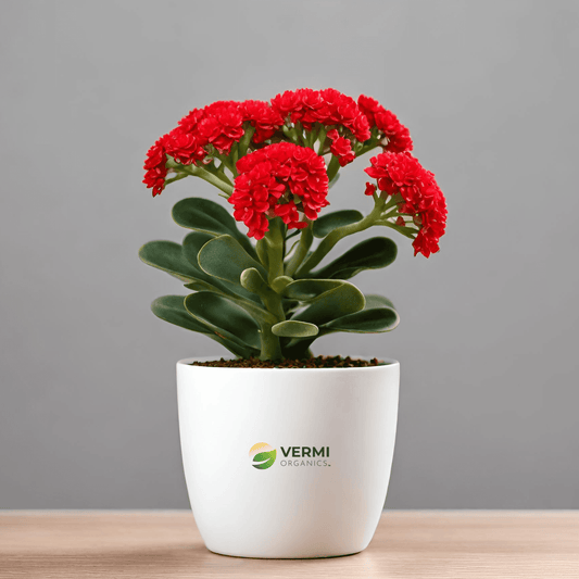 Kalanchoe (Red) - Plant