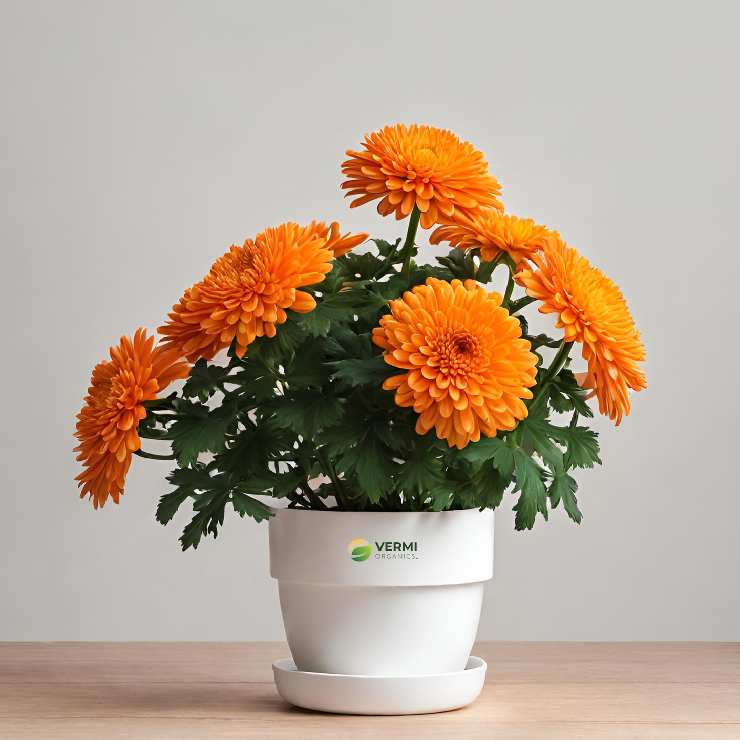 Shevanti Chrysanthemum (Orange) Plant