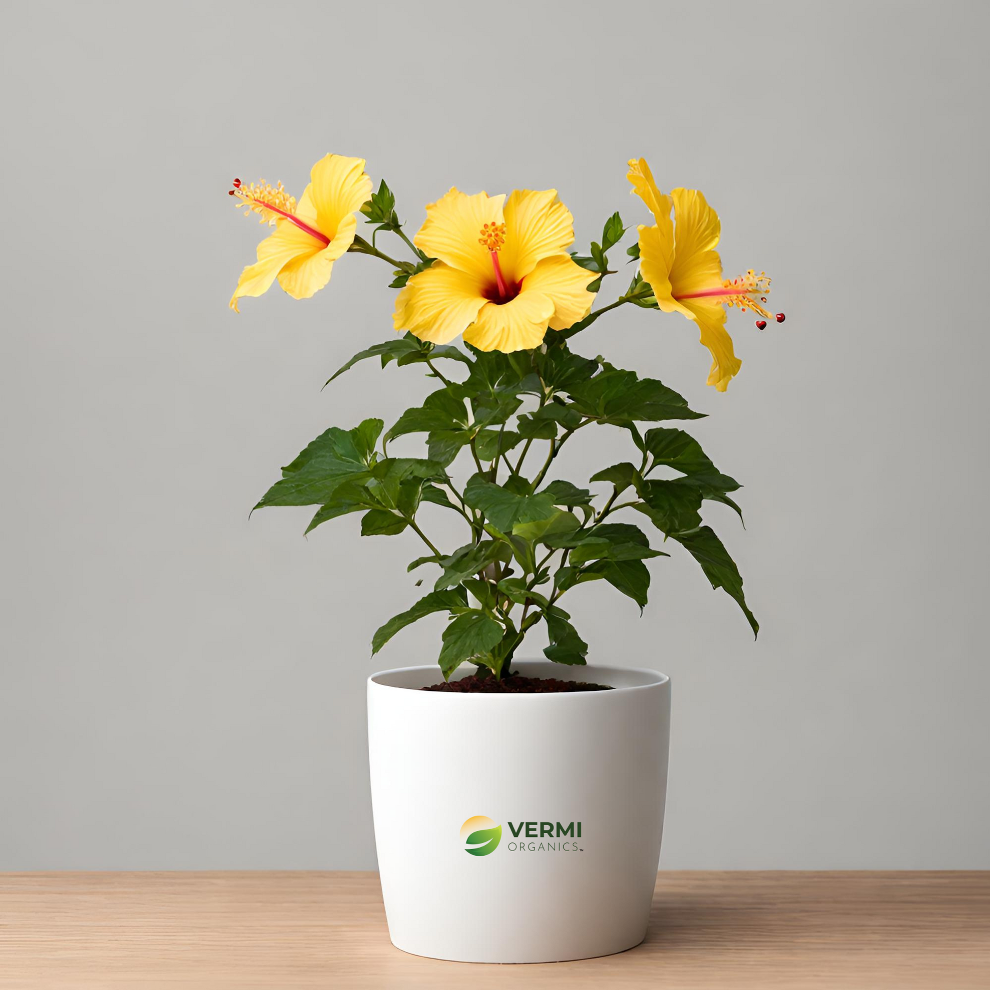 Hibiscus Gudhal Flower (Yellow) Plant