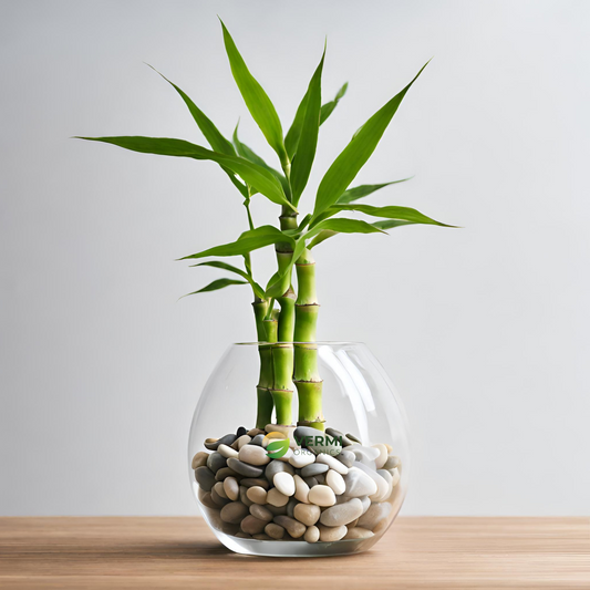 Wish Good Fortune with 3 Layer Lucky bamboo in Glass Vase with Pebbles
