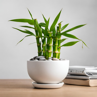 Pineapple Basket Lucky Bamboo in a Bowl with Pebbles