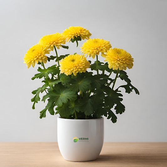 Shevanti Chrysanthemum (Yellow) Plant