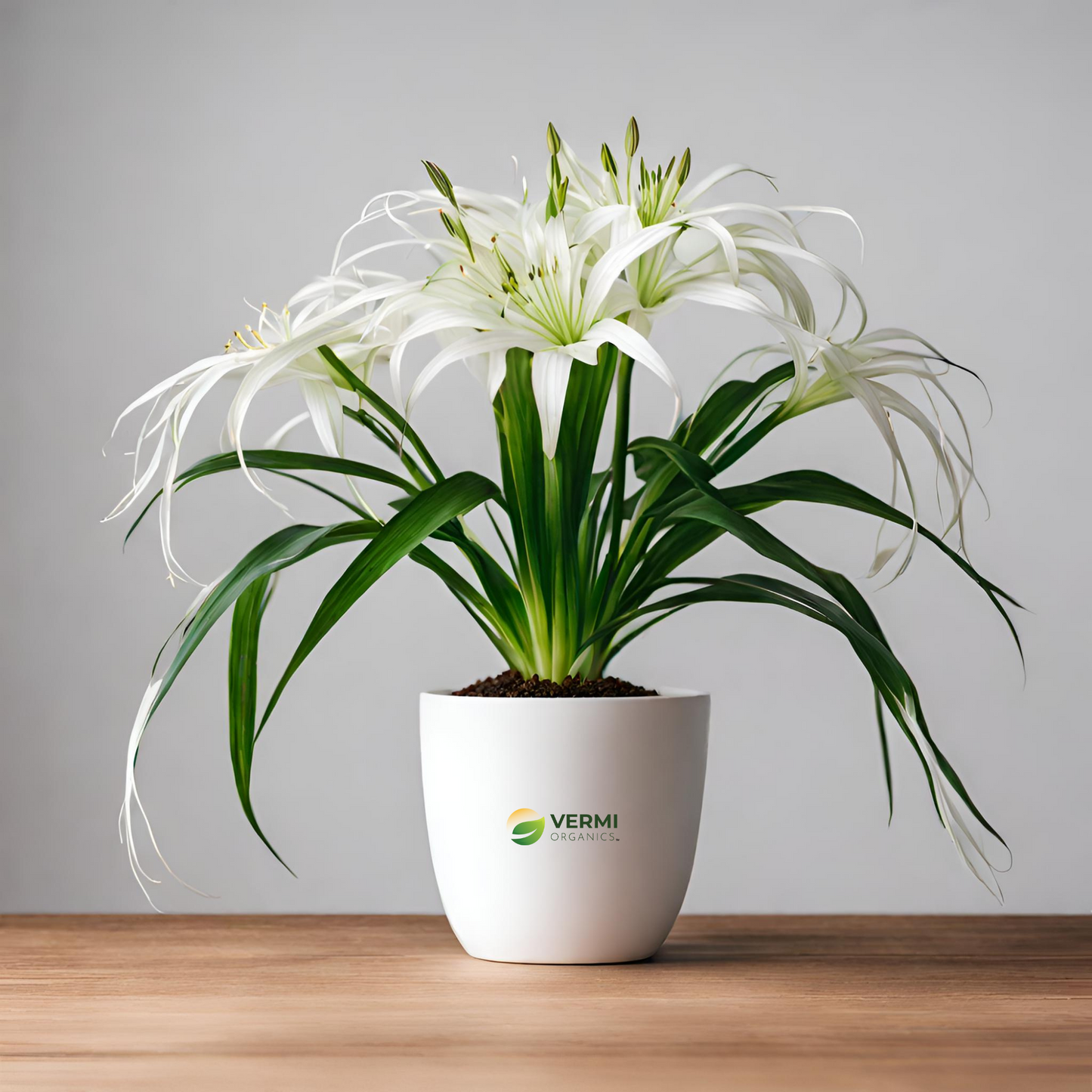 Variegated Spider Lily Plant