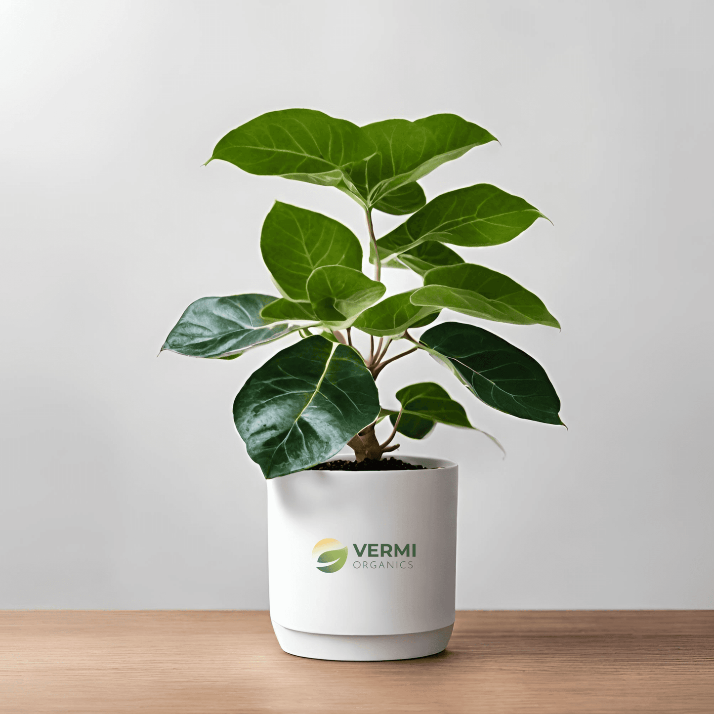 Cordia Dichotoma Plant