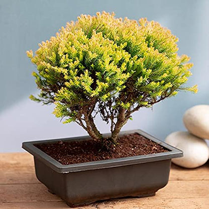 Golden Cypress Bonsai Plant