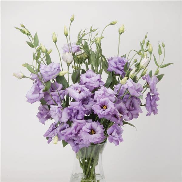 Lisianthus Lavender Plant