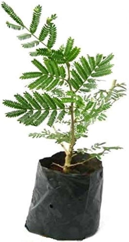 Shami Tree Prosopis cineraria Plant