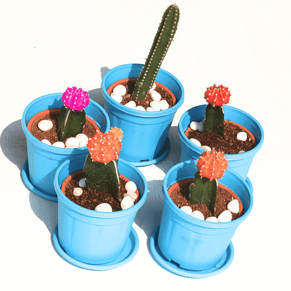 5 Fortune teller cactus plants pack