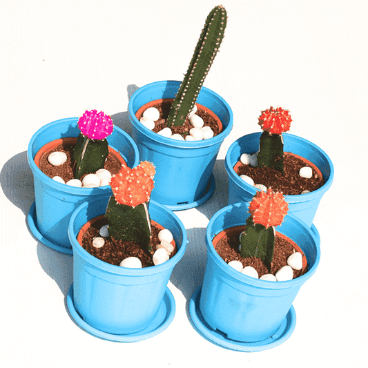 5 Fortune teller cactus plants pack