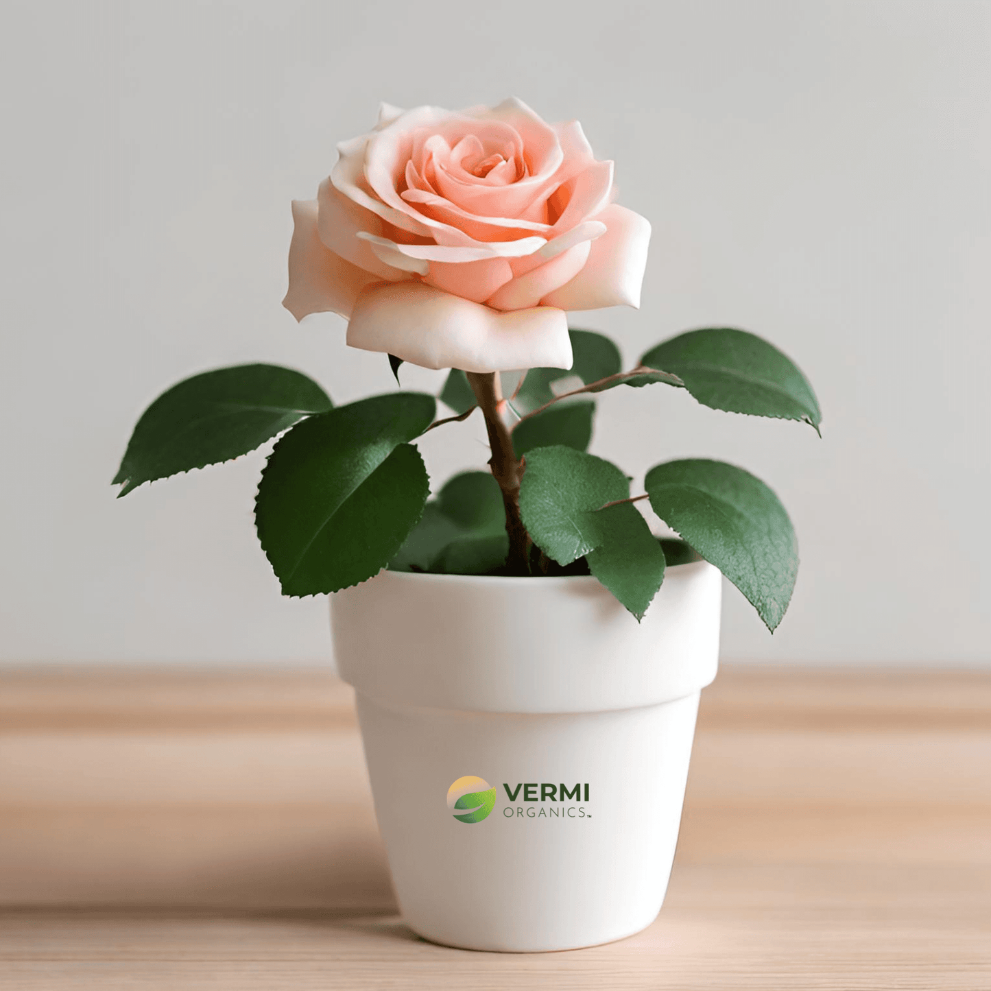 Miniature Rose, Button Rose (Any Color) - Plant