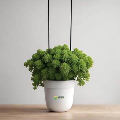 Pedilanthus (Hanging Basket) Plant