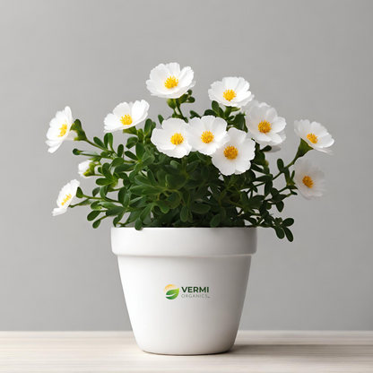 Portulaca 9 O Clock (White) Plant