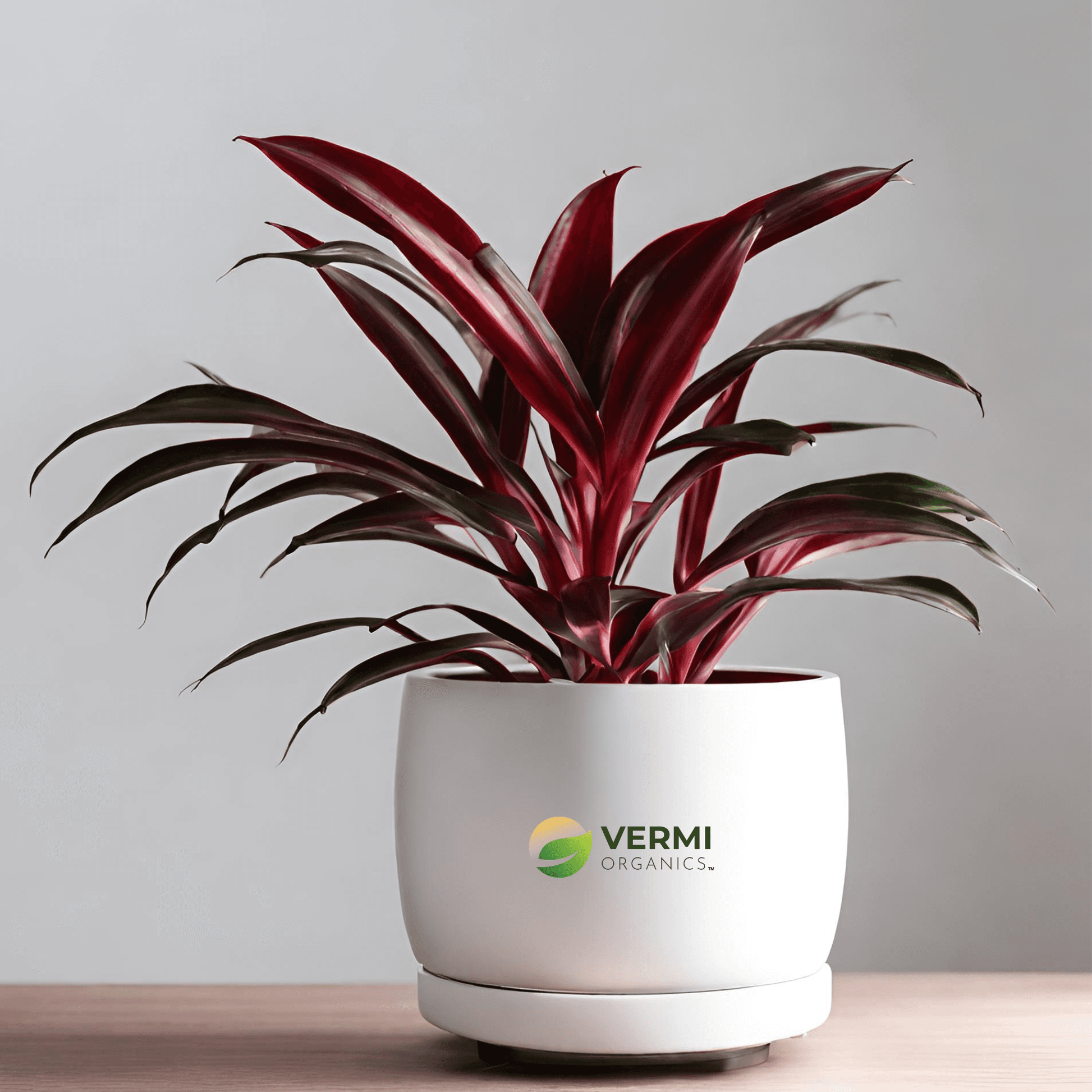 Dracaena Mysore Ruby Baby Doll Plant