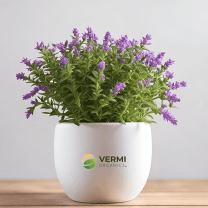 Cuphea Hyssopifolia (Lavender) Plant