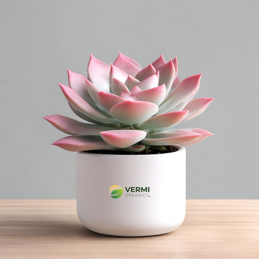 Sedeveria Pink - Succulent Plant