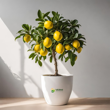 Kagzi Nimboo, Lemon Tree - Plant