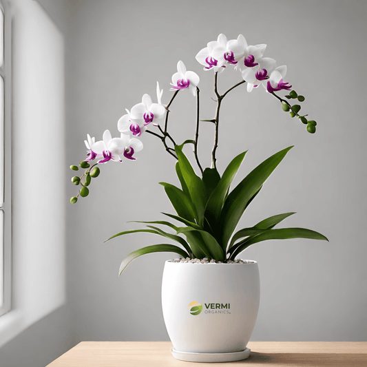 Dendrobium Orchid plants