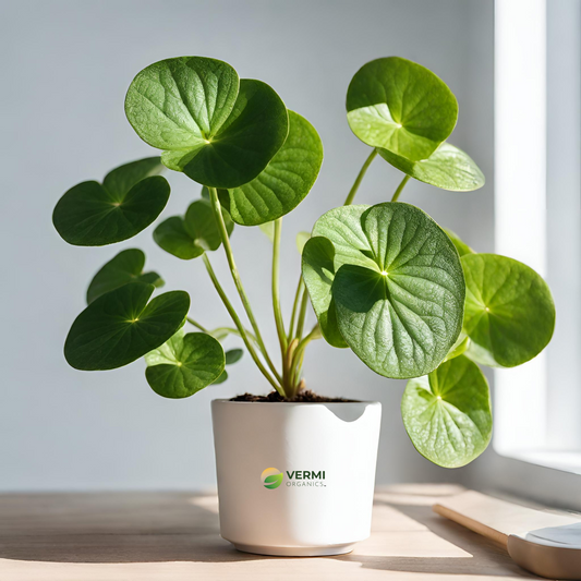 Pilea Involucrata Friendship Plant