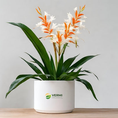 Hedychium spicatum Plant