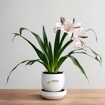 Crinum Rubra Plant