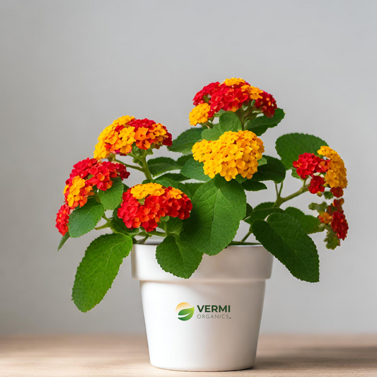 Lantana camara (Red Haldi Kumkum) Plant