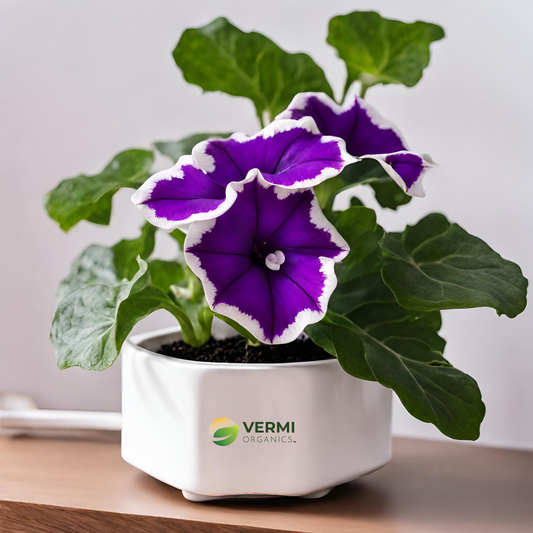 Gloxinia (Purple - White) Plant