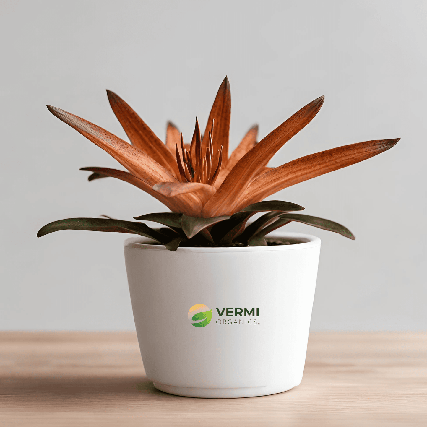 Cryptanthus tiger lily Plant