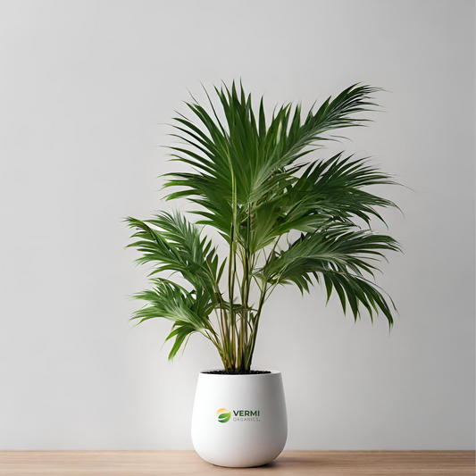 Fox tail palm Plant