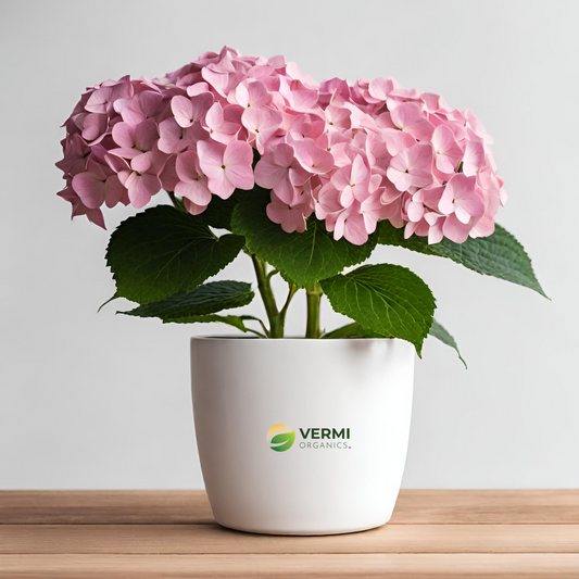 Hydrangea Macrophylla (Pink) Plant