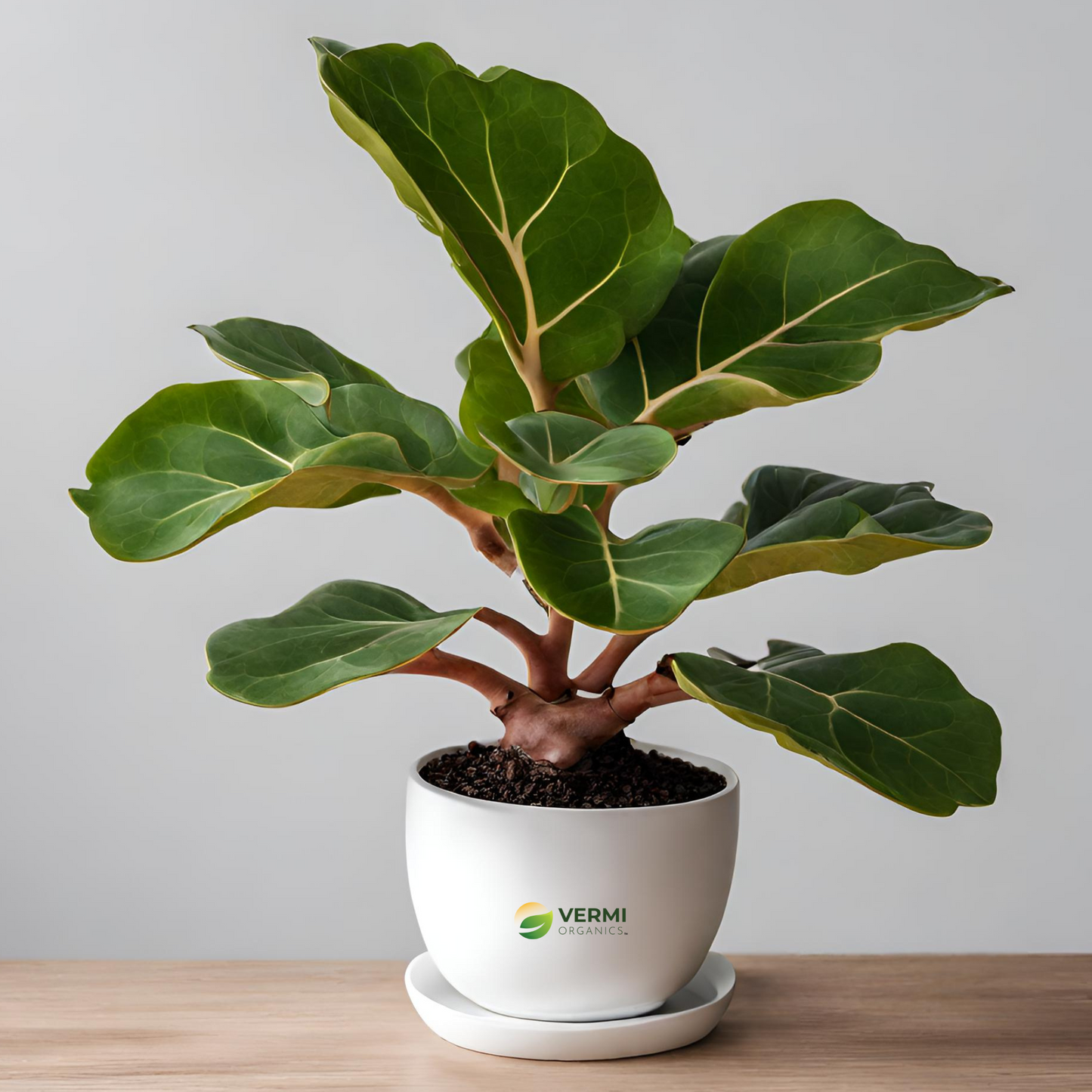 Ficus Lyrata Bambino Leaf Fig Plant