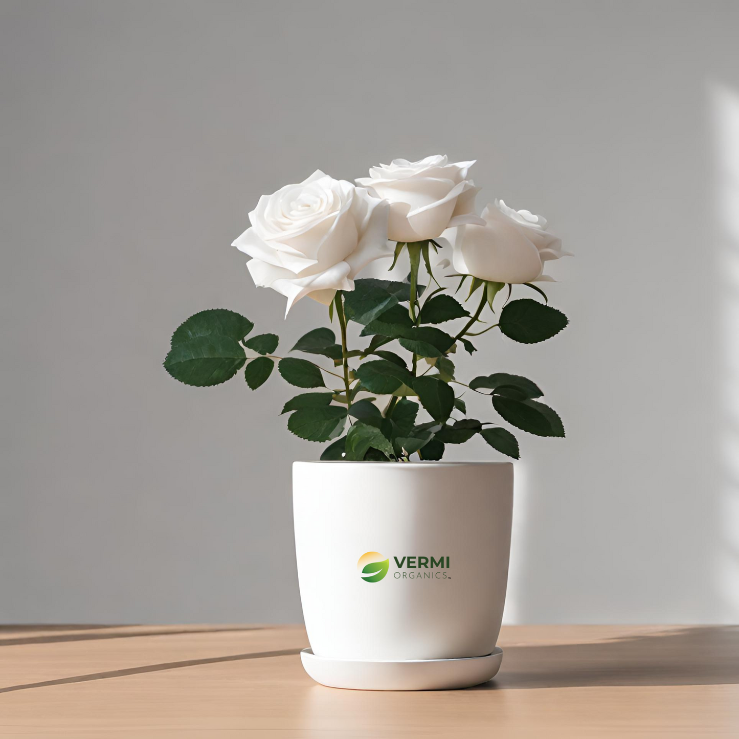 Rose (White) - Plant